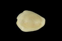 藏品(黃寶螺)的圖片